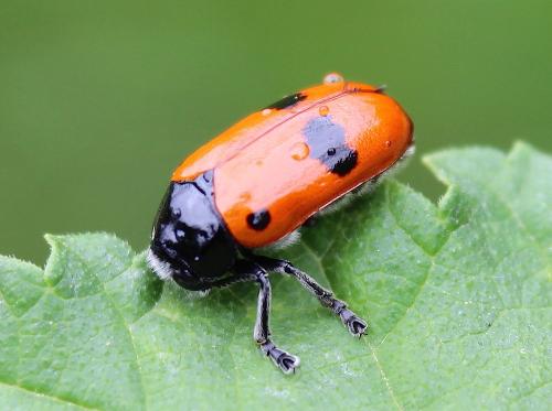Réf. 245 182 : Clytra sp.